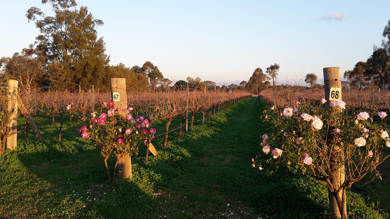 Emma'S Cottage Vineyard Lovedale Exterior foto