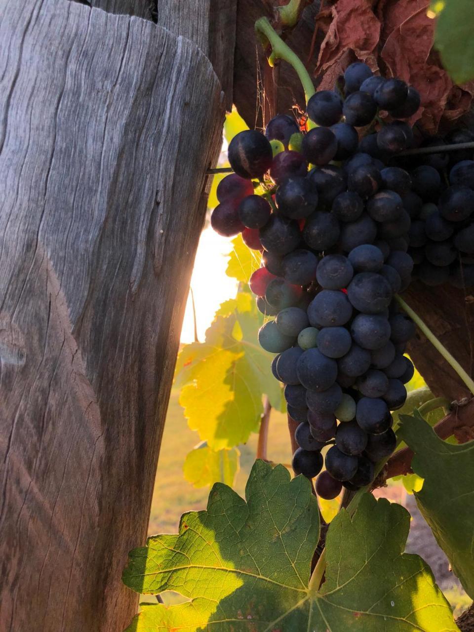 Emma'S Cottage Vineyard Lovedale Exterior foto